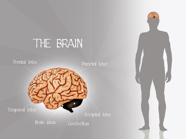 Menschliches Gehirn - Foto, Bild