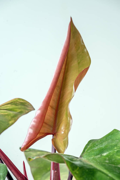 Новый лист разворачивается на клубничном коктейле Филодендрона, растение с красными стеблями и разноцветными листьями с белыми, кремовыми, желтыми и красными пятнами цвета - Фото, изображение