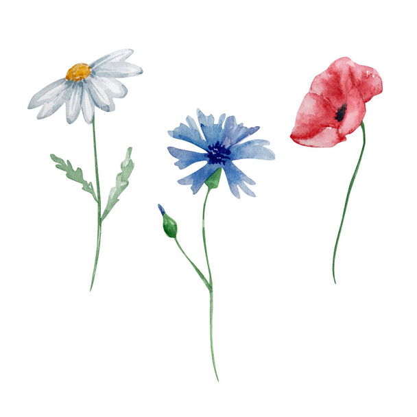 Watercolor wildflowers, delicate botanical illustration for design cards and invitations - Fotó, kép