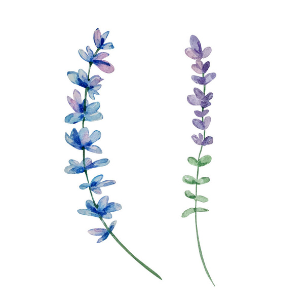 Watercolor wildflowers, delicate botanical illustration for design cards and invitations - Φωτογραφία, εικόνα