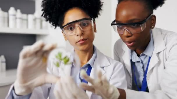 Wetenschapper, teamwork en vrouwen met petrischaal voor plantonderzoek, experiment of test. Wetenschap, discussie en artsen of laboratoriumassistent met bladmonster voor gmo, duurzaamheid en groei - Video