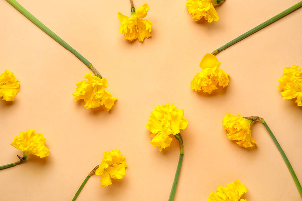 Beautiful narcissus flowers on color background - Photo, Image