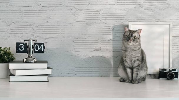 Afbeelding van een tabby huiskat zittend op witte tafel met wekker, boeken en fotolijstje. Huiskat, werkplek. - Foto, afbeelding