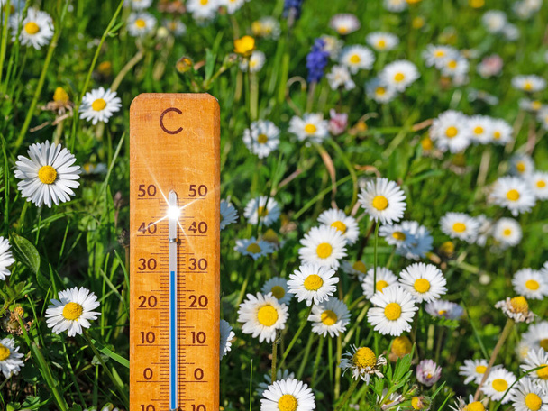 Thermometer on a flower meadow in the summer heat - Foto, imagen