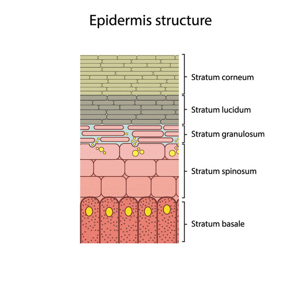 Histologische Struktur der Epidermis - shzematische Vektordarstellung der Hautschichten Stratum basale, Spinosum, Granulosum, Lucidum und Corneum - Vektor, Bild