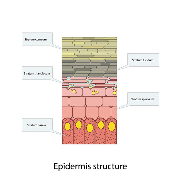 Histologische Struktur der Epidermis - shzematische Vektordarstellung der Hautschichten Stratum basale, Spinosum, Granulosum, Lucidum und Corneum - Vektor, Bild