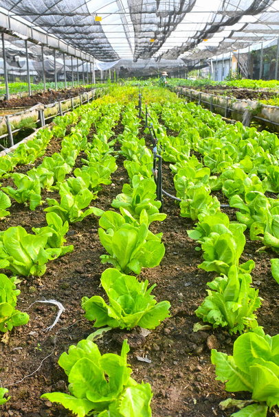 Organic green Butterhead lettuce in Fertile soil provides rich nutrients, ecological farming, biological farming agricultural system concept organic farming selective focus - Photo, Image