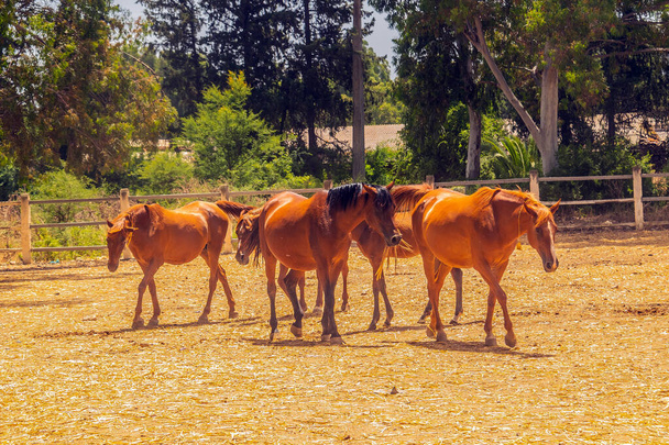 Arabian Horse Breed in een Park in Tunesië - Foto, afbeelding