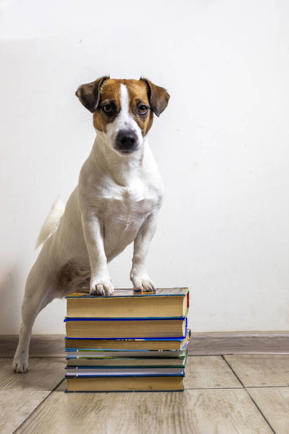 Jack Russell Terrier posó cerca de gruesos libros sobre un fondo blanco. de vuelta a la escuela. - Foto, imagen