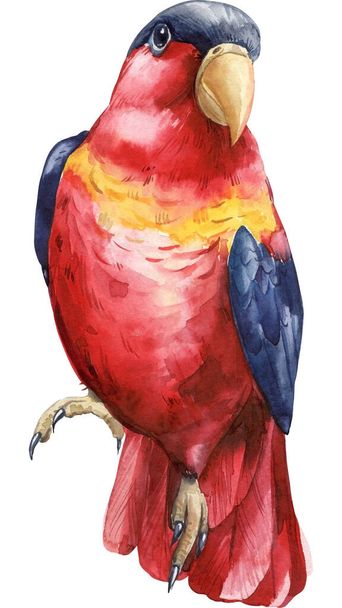 Red bird, parrot. White isolated background, Watercolor hand drawing painting. . High quality illustration - Photo, Image