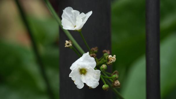 Echinodorus Palifolius, також відомий як Мексиканська Мечоносна рослина - це водяна рослина в Alismataceae.. - Фото, зображення