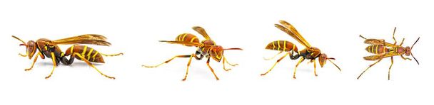 Hunters Little Paper Wasp - Polistes dorsalis dorsalis - 4 different views with extreme detail.  Isolated on white background - Photo, Image