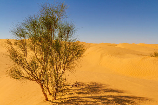 Wild  solitary tamarisk tree  (Tamarix )  growing on a sand dune in the Sahara desert. Desert near the oasis of Ksar Ghilane. Grand Erg Oriental. Tunisia - Photo, Image