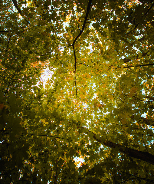 Autumn leaves forest background - Фото, зображення