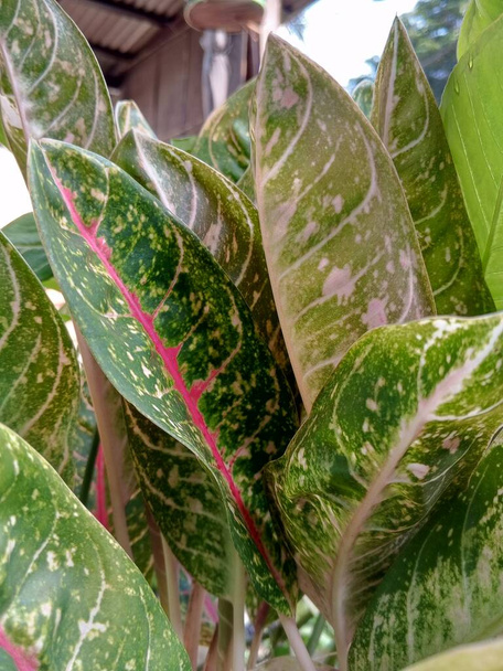 Piękny Aglaonema roślina zielnych liści do ogrodów w tropikach  - Zdjęcie, obraz