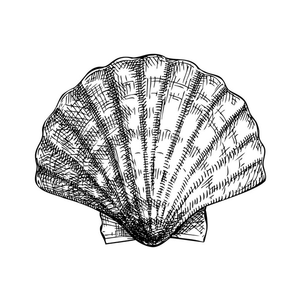 Hand drawn sea shells illustration. Vintage marine mollusk in sketch style. Shellfish drawing isolated on white background. For menu, recipes, logos, flyers. - Vektor, obrázek