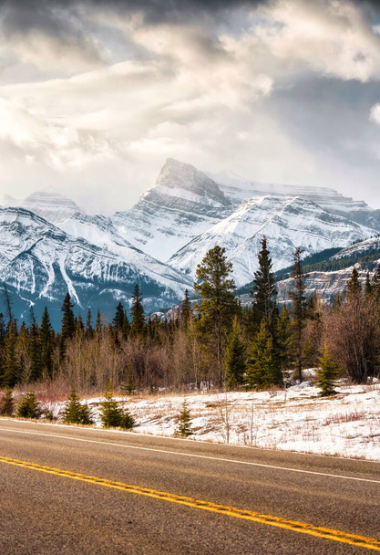 Прекрасні скелясті гори в сосновому лісі на автостраді в Айсфілдс Парквей, Альберта, Канада. - Фото, зображення