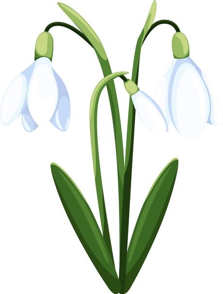 Beautiful vector snowdrops. First spring flowers. clipart. Delicate snowdrop flowers for your design  - Διάνυσμα, εικόνα