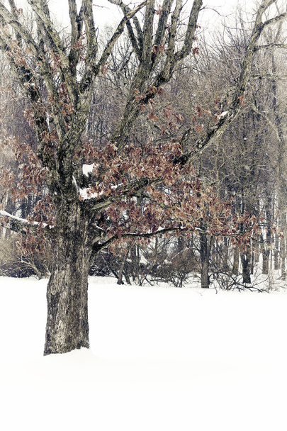 Téli fa - Fotó, kép