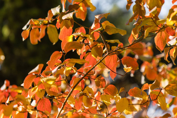 Autumnal Colours of Cornus sanguinea - Photo, Image
