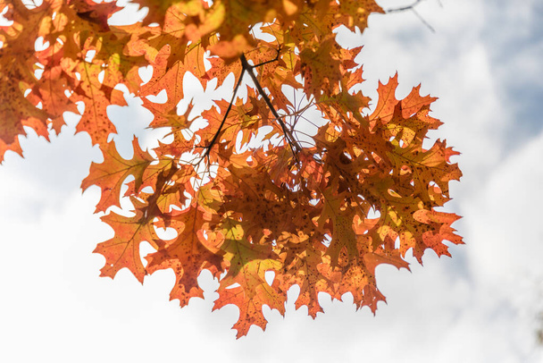 Shumard Oak leafs, Quercus Shumardii - Photo, Image