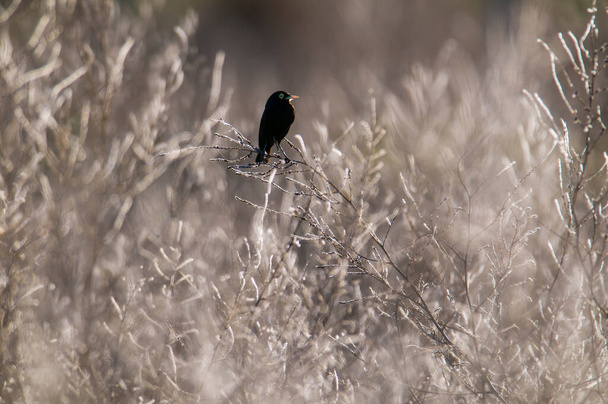 Spectacled Tyrant  in Pampas wetland, La Pampa Province, Patagonia, Argentina. - Photo, Image