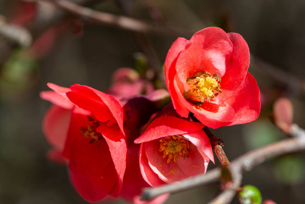 Chaenomeles japonica vaaleanpunaiset kukat kukkivat keväällä. Jerusalim - Valokuva, kuva
