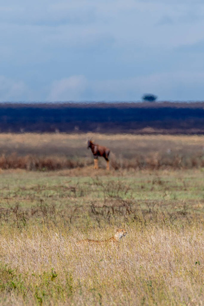 Wild Thomsons gazelles in serengeti national park. High quality photo - Foto, Imagen