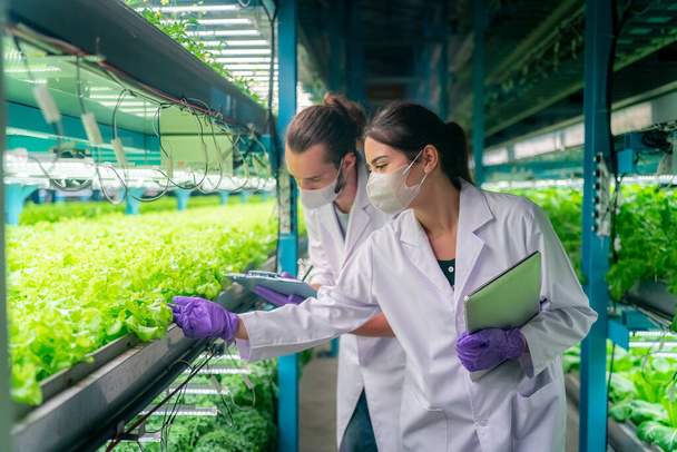 Sisällä Greenhouse Hydroponic Vertical Farm Eco järjestelmä. Kaupunkien hydroponics maatila työntekijän kanssa tarkastaa salaatti, Nainen ja mies maatalouden tutkija työskentelee kasvihuoneessa. - Valokuva, kuva