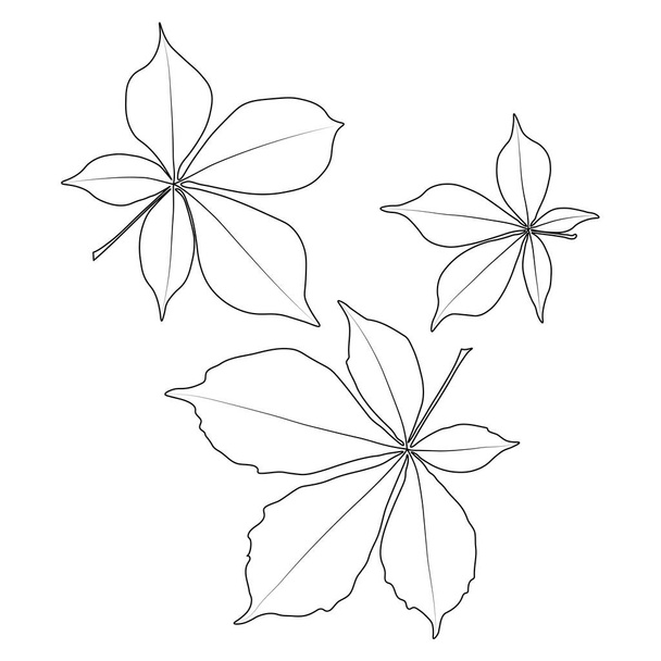 ベクトル栗の葉のアウトラインアイコンのセット。シンプルなアウトライン栗はロゴのイラストを残します。白地に描かれた写実的な手描きの葉. - ベクター画像