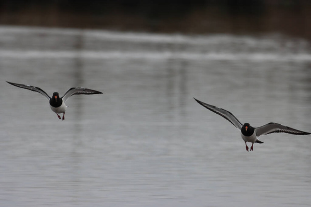 A stunning animal portrait of two Oystercatcher birds in unison in flight - Photo, Image