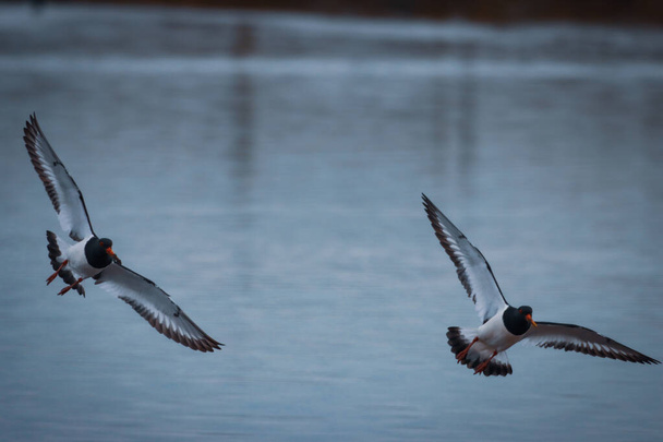 Egy lenyűgöző állatportré két Oystercatcher madárról repülés közben. - Fotó, kép