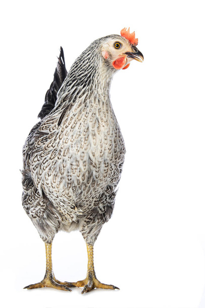 Sussex gallina in piedi isolato su sfondo bianco e guardando la fotocamera - Foto, immagini