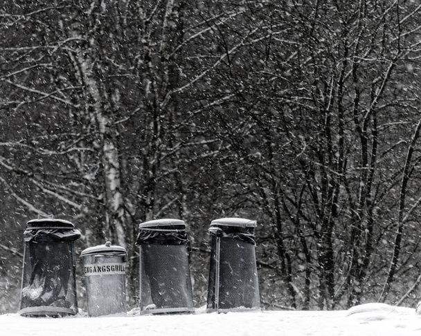 popelnice na okraji zasněženého lesa v zimě - Fotografie, Obrázek