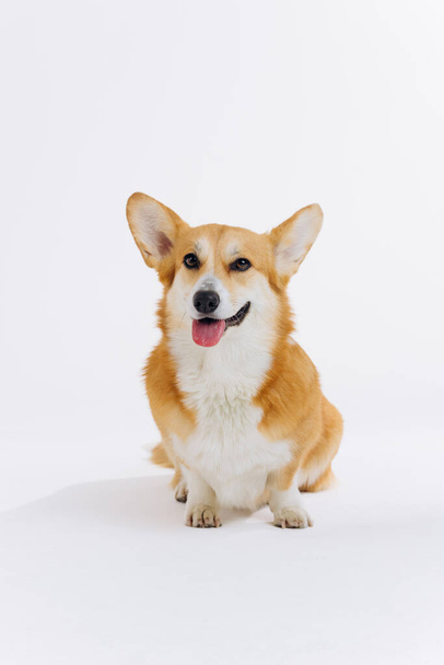 Adorable cute Welsh Corgi Pembroke sitting on white background and looking at camera. Most popular breed of Dog - Fotografie, Obrázek