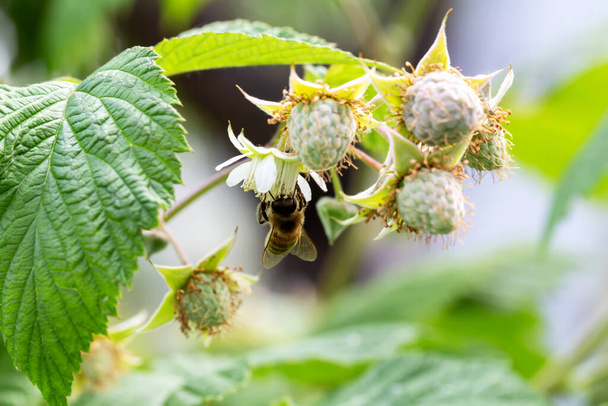 Mehiläinen pölyttää vadelman kukan vihannespuutarhassa. Kypsytys nuoria hedelmiä. Uusi sato. Paikallisesti kasvatettu. Valikoiva tarkennus, defocus - Valokuva, kuva