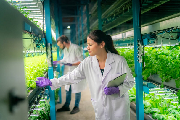Az Üvegház Hidroponikus Függőleges Farm Öko rendszerében. Városi hidroponikus gazdaság munkásokkal, akik salátát, női és férfi mezőgazdasági kutatókat vizsgálnak üvegházban. - Fotó, kép