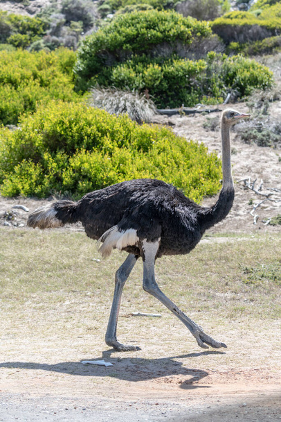 male ostrich walking on barren ground  at Cape of Good Hope, shot in  bright summer light,  Cape Town, Western Cape, South Africa - Φωτογραφία, εικόνα