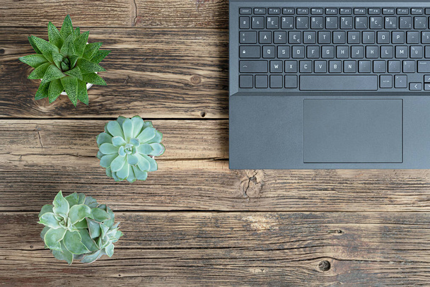 Notebook na dřevěném stole se šťavnatými domácími rostlinami, koncept práce z domova, vzdálená práce, externí a on-line vzdělávání, pohled shora s kopírovacím prostorem - Fotografie, Obrázek