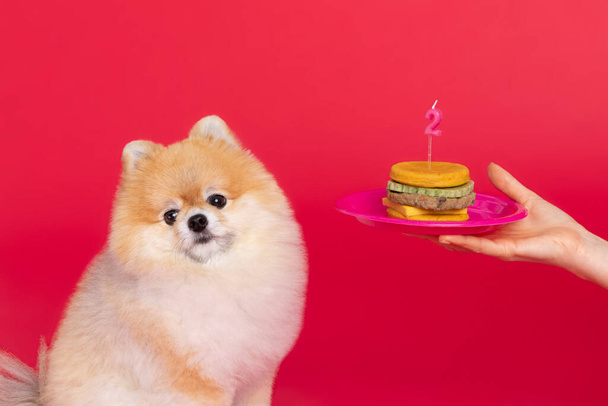 studio pet photography, pomeranian dog and pomeranian dog snacks - Zdjęcie, obraz