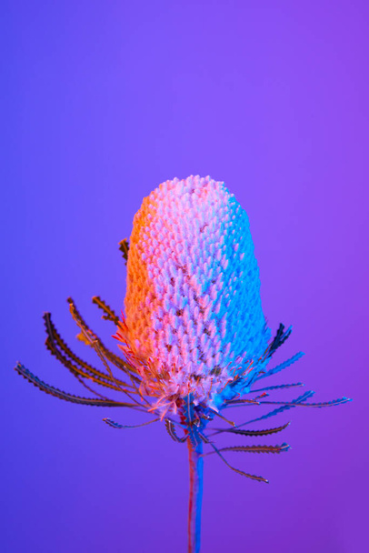 colorful flower background, banksia - Фото, зображення