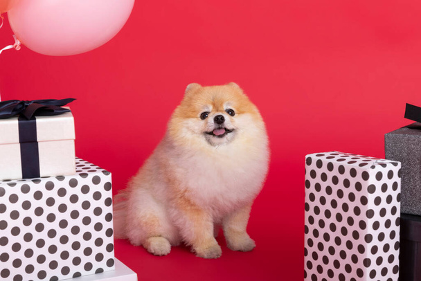 studio pet photography, gift boxes and pomeranian dog - Foto, afbeelding