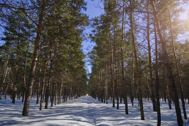 Kiefernwinterwald am strahlend sonnigen Tag.Schneeweg führt durch Bäume - Foto, Bild