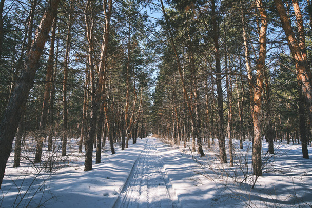 Pine winter forest.Ski track passing through forest between trees - Fotografie, Obrázek