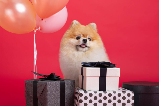 studio pet photography, gift boxes and pomeranian dog - Φωτογραφία, εικόνα