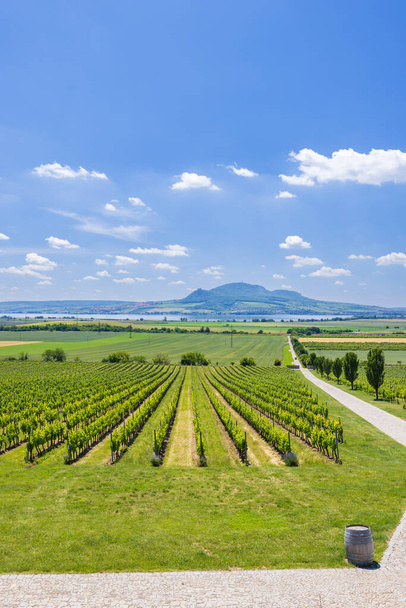 Vineyards under Palava near Sonberk, Southern Moravia, Czech Republic - Photo, Image
