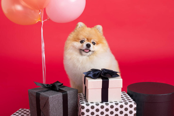 studio pet photography, gift boxes and pomeranian dog - Foto, afbeelding