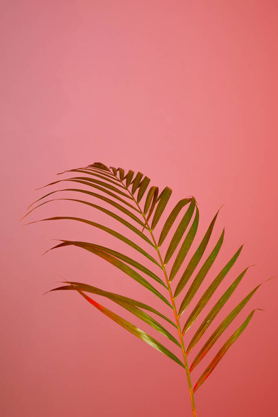 colorful flower background, palm leaf - Foto, Imagem