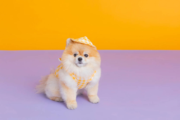 studio pet photography, a pomeranian dog in a kindergarten uniform - Zdjęcie, obraz