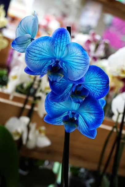 Extraordinaria flor de orquídea azul exótica en la rama floreciente - Foto, imagen